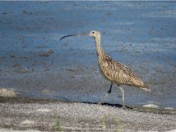Long-billed Curlew